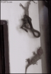 image/gif | 200