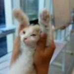 video/mp4 | 200
