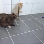 video/mp4 | 200
