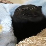 video/mp4 | 200