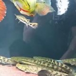 video/mp4 | 200
