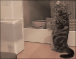 image/gif | 200