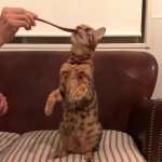 video/webm | 200