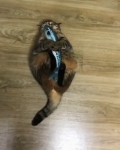 video/mp4 | 200