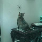 video/mp4 | 200