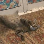 video/mp4 | 200