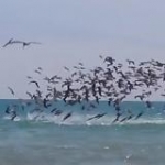 video/mp4 | 200
