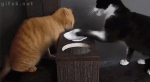 image/gif | 200