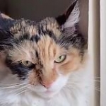 video/mp4 | 200