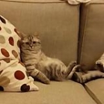 video/mp4 | 200