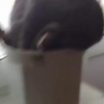 video/mp4 | 200