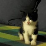 video/mp4 | 200
