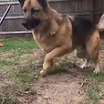video/mp4 | 200