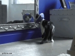 image/gif | 200