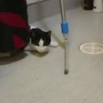 video/mp4 | 200
