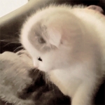 image/gif | 200