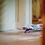 video/mp4 | 200