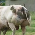 video/mp4 | 200