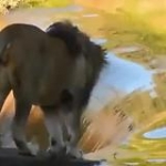 video/mp4 | 200