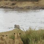 video/mp4 | 200