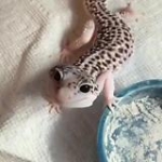 video/mp4 | 200