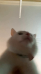 video/webm | 200