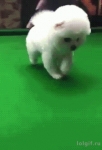 image/gif | 200