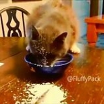 video/mp4 | 200