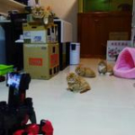 video/mp4 | 200