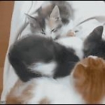 video/mp4 | 200