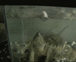 image/gif | 200