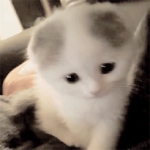 image/gif | 200