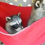 video/mp4 | 200