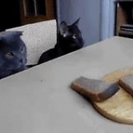 video/mp4 | 200