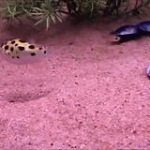 video/mp4 | 200
