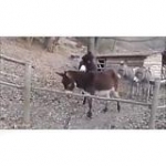 video/mp4 | 200