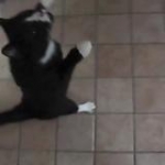 video/mp4 | 200