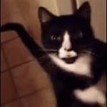 video/mp4 | 200