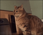 image/gif | 200