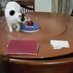 video/mp4 | 200