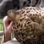 video/mp4 | 200