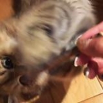 video/mp4 | 200