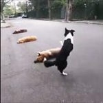 video/mp4 | 200