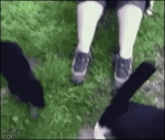 image/gif | 200