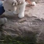 video/mp4 | 200