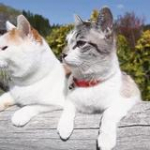 video/mp4 | 200