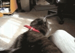 image/gif | 200