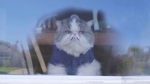 video/mp4 | 200