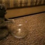 video/mp4 | 200