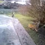 video/mp4 | 200